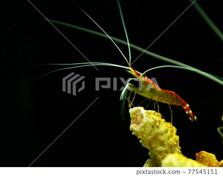 受歡迎的Lysmata amboensis 蝦 受歡迎的Lysmata amboensis 蝦 77545151