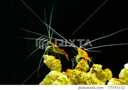 受歡迎的Lysmata amboensis 蝦 受歡迎的Lysmata amboensis 蝦 77545152