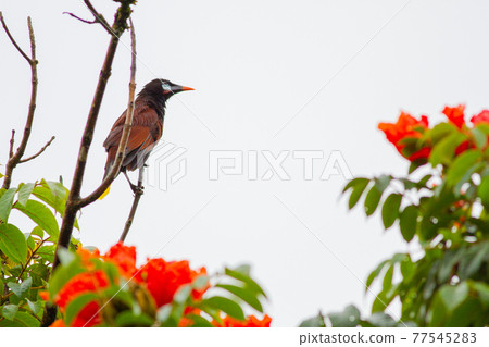 Montezuma oropendola閃耀在森林中盛開的鮮紅色花朵中 77545283