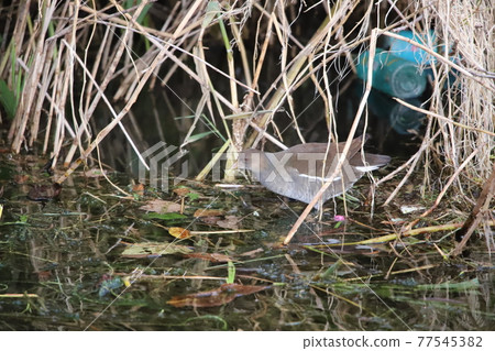範沿著水走 範沿著水走 77545382