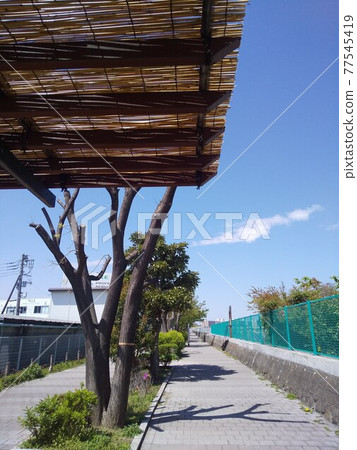 Sunny day walk way 77545419