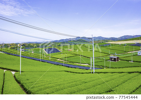 Beautiful Yame Chuo Tea Garden, a tea-producing region that represents Fukuoka Prefecture 77545444