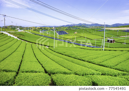 Beautiful Yame Chuo Tea Garden, a tea-producing region that represents Fukuoka Prefecture 77545491