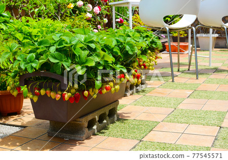 Enjoy strawberry picking at home time on the roof balcony of the vegetable garden 77545571