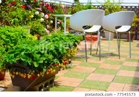 Enjoy strawberry picking at home time on the roof balcony of the vegetable garden Enjoy strawberry picking at home time on the roof balcony of the vegetable garden 77545573