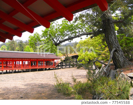退潮時的嚴島神社（廣島縣廿日市市宮島町） 77545588