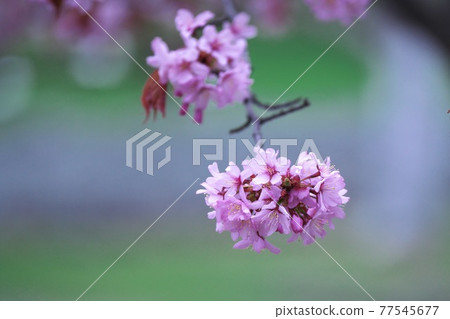 盛開的櫻花 盛開的櫻花 77545677