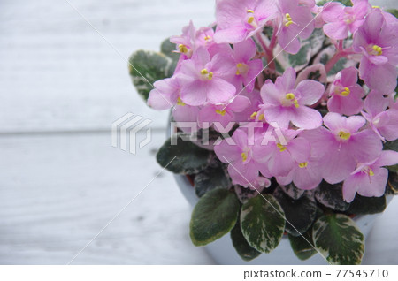 Saintpaulia 粉色 Saintpaulia 迷你 Saintpaulia 盆花 77545710