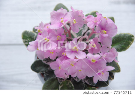 Saintpaulia 粉色 Saintpaulia 迷你 Saintpaulia 盆花 77545711