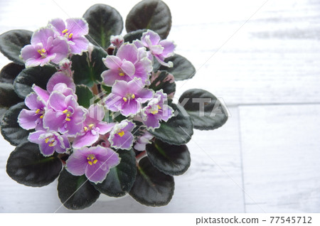 Saintpaulia 粉色 Saintpaulia 迷你 Saintpaulia 盆花 77545712