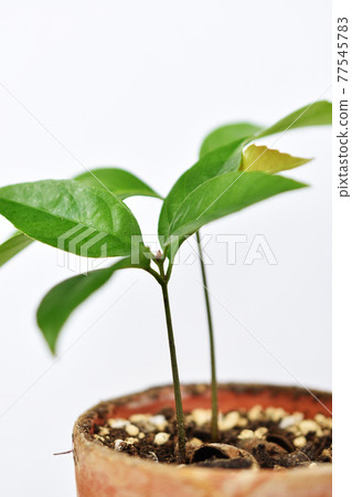 橡子栽培 橡子栽培 77545783