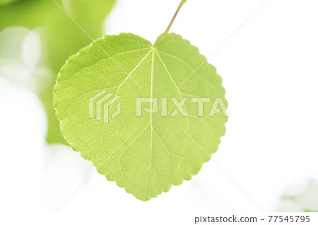 Heart shaped wigs leaves 77545795