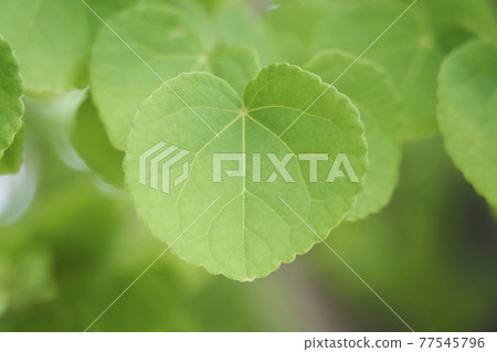 Heart shaped wigs leaves 77545796