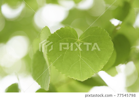 Heart shaped wigs leaves 77545798