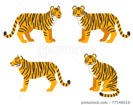 Tiger illustration set 77546019