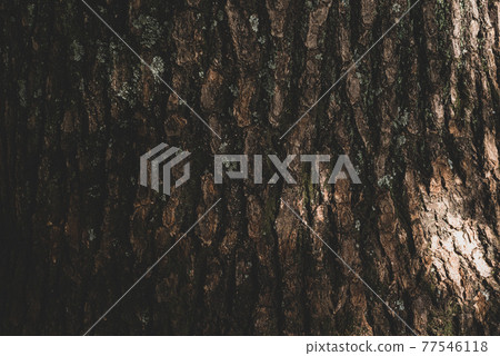The bark of an old camphor tree shining through the sunlight, matte finish The bark of an old camphor tree shining through the sunlight, matte finish 77546118