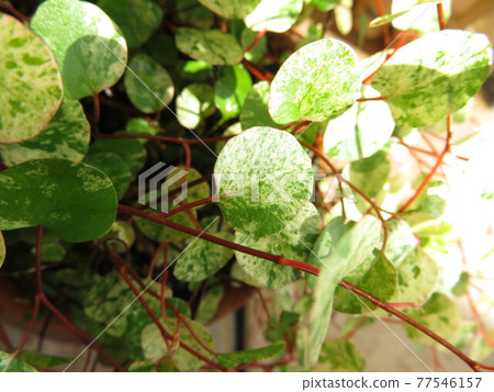 Wire Plants Spotlight 77546157