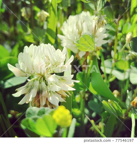 Natsumenagusa spreading its wings Natsumenagusa spreading its wings 77546197