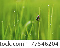 Color full insect on grass after rain 77546204