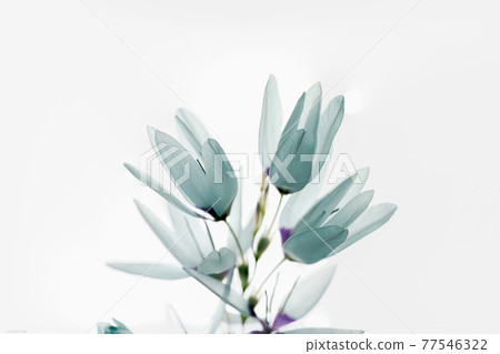bloom, blossom, blossoms 77546322