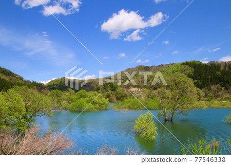 白川湖的沈水森林 山形縣飯豐町 照片素材 圖片 圖庫