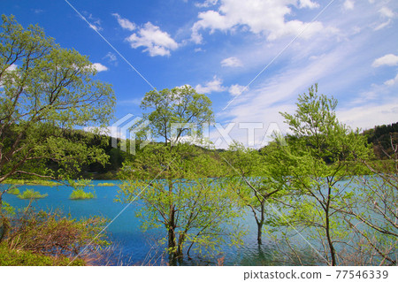 白川湖的沈水森林（山形縣飯豐町） 77546339