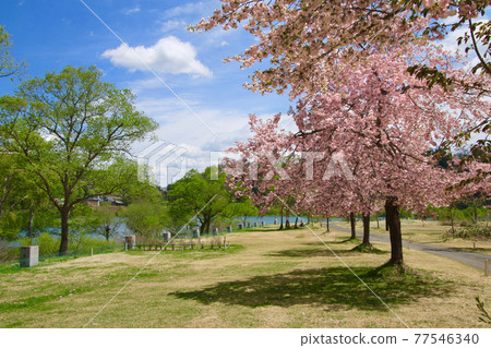 白川水壩高岩公園的八重櫻(山形縣飯豐町) 白川水壩高岩公園的八重櫻(山形縣飯豐町) 77546340