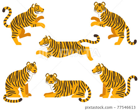 Illustration set of tigers in various poses Illustration set of tigers in various poses 77546613