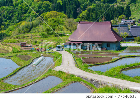 Rice terraces on the Seya plateau in Kyoto 77546635