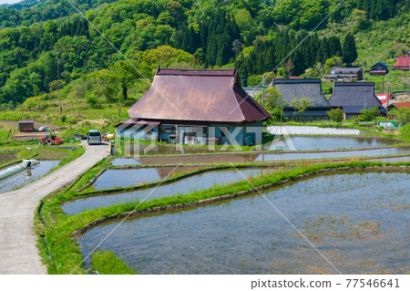 Rice terraces on the Seya plateau in Kyoto 77546641