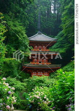 Iwafuneji Hydrangea 77546704