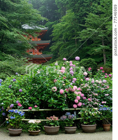 Iwafuneji繡球花 77546989