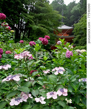 Iwafuneji繡球花 77546990