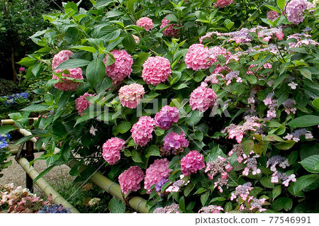 Iwafuneji繡球花 77546991