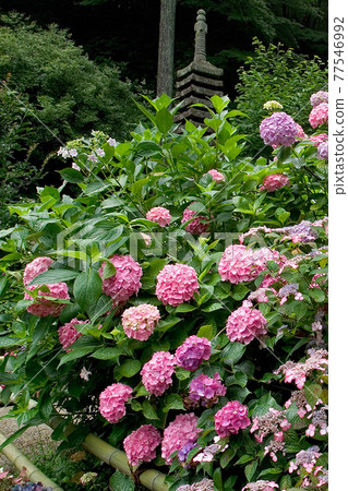 Iwafuneji繡球花 77546992