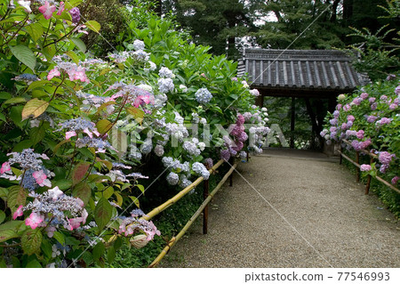 Iwafuneji Hydrangea 77546993