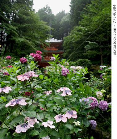 Iwafuneji Hydrangea 77546994