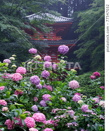 Iwafuneji繡球花 Iwafuneji繡球花 77547032