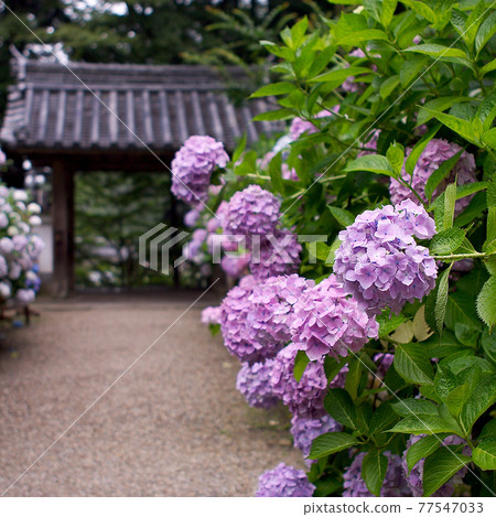 Iwafuneji繡球花 Iwafuneji繡球花 77547033