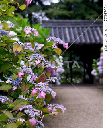 Iwafuneji繡球花 77547034