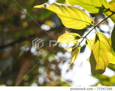blur organic colourful plant leaves shallow depth of field under natural sunlight and dark environment in home garden outdoor for peaceful mood backdrop or background 77547166