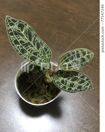 晶瑩剔透的寶石蘭花 77547240