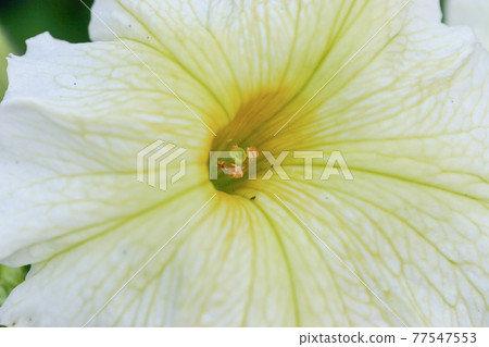 annual morning glory , a beautiful nature photos annual morning glory , a beautiful nature photos 77547553