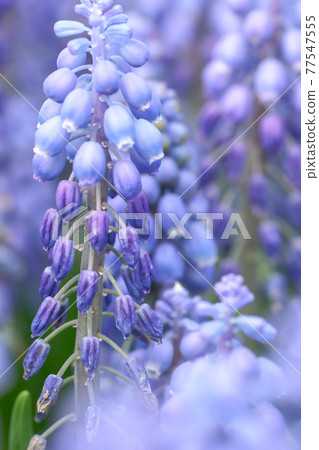 field of purple flowers with shallow depth field of purple flowers with shallow depth 77547555