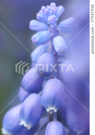 field of purple flowers with shallow depth field of purple flowers with shallow depth 77547556