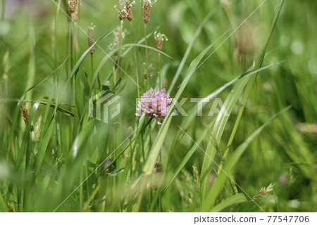 Wildflower Wildflower 77547706