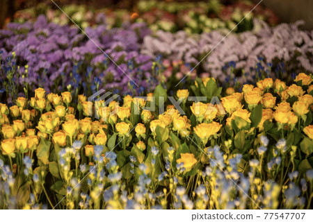 Kawagoe dried flowers Kawagoe dried flowers 77547707