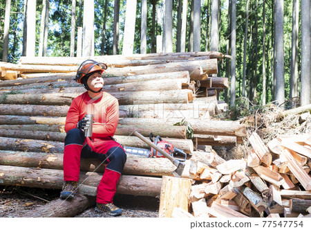 A male forestry worker who rehydrates between chopping wood 77547754