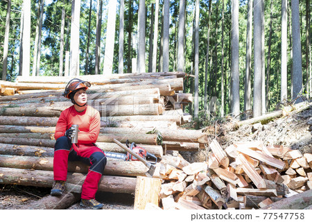 A male forestry worker who rehydrates between chopping wood 77547758