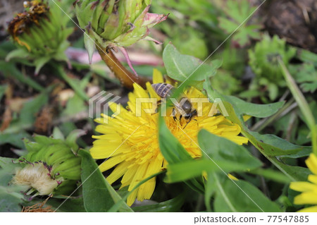 Bees perching on dandelion flowers 77547885